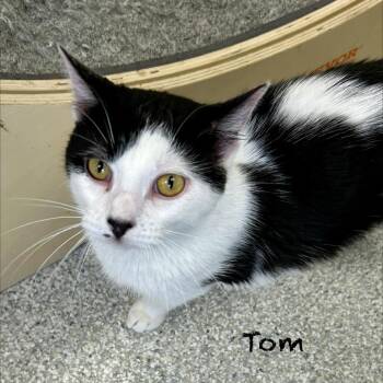 Domestic Short Hair Cats Available for Adoption in Hannibal, Missouri - Tom | PetCurious