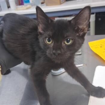 LaBelle (L#1) -  Domestic Short Hair Cat for Adoption in Marble, North Carolina - LaBelle (L#1) | PetCurious