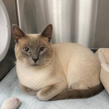 Summit -  Domestic Short Hair Cat for Adoption in Hopkinton, Massachusetts - Summit | PetCurious