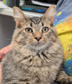 MICK -  Domestic Medium Hair Cat for Adoption in Canfield, Ohio - MICK | PetCurious