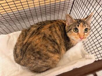 KATIA -  Domestic Short Hair Cat for Adoption in Tustin, California - KATIA | PetCurious