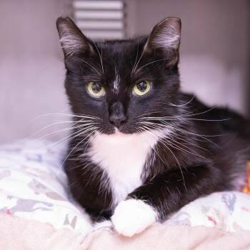 Domestic Short Hair Cats Available for Adoption in Mentor, Ohio - Benson | PetCurious