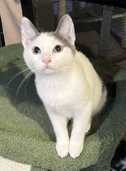 Rescue Domestic Short Hair Cats for Adoption in Allentown, New Jersey - Dinghy | PetCurious