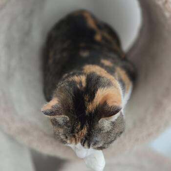 Domestic Short Hair Cats Available for Adoption - Tigger | PetCurious