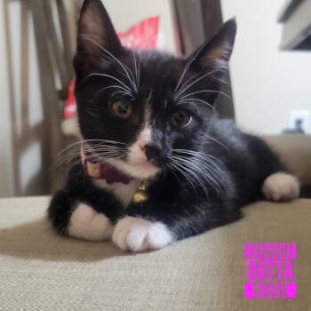 Enola -  Domestic Short Hair Cat for Adoption in Vancouver, British Columbia - Enola | PetCurious