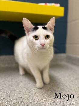 Rescue Domestic Short Hair Cats for Adoption in Valparaiso, Indiana - Dojo | PetCurious