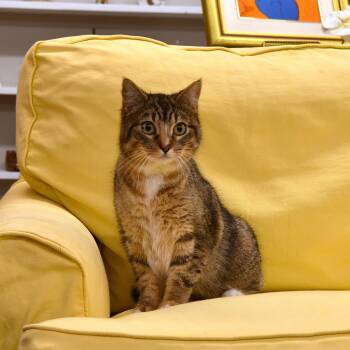 Domestic Short Hair Cats Available for Adoption in Fairhope, Alabama - Harper | PetCurious