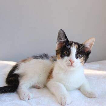 Moana -  Calico Cat for Adoption in Wayne, New Jersey - Moana | PetCurious