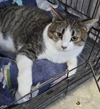 Snow -  Domestic Short Hair Cat for Adoption in Mokena, Illinois - Snow | PetCurious