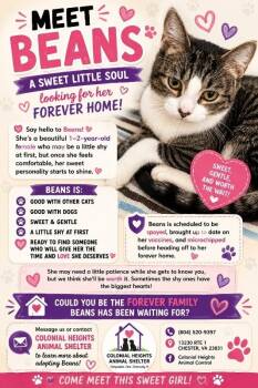 Beans -  Domestic Short Hair Cat for Adoption in Colonial Heights, Virginia - Beans | PetCurious