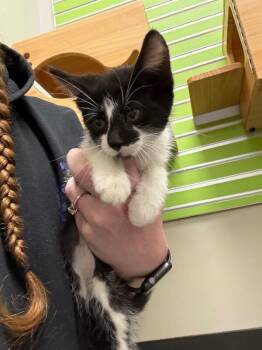 Median -  Domestic Short Hair Cat Available for Adoption in Osseo, Michigan - Median | PetCurious