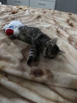 Domestic Medium Hair Cats Available for Adoption in Columbus, Indiana - Willow | PetCurious