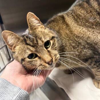 Domestic Short Hair Cats Available for Adoption in Springfield, Illinois - Missy | PetCurious