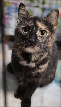 Domestic Short Hair Cats Available for Adoption in Ogden, Utah - Twix | PetCurious