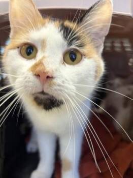 Quicksilver -  Domestic Short Hair Cat for Adoption in West Chester, Pennsylvania - Quicksilver | PetCurious