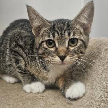 Maya -  Domestic Short Hair Cat for Adoption in Grantsville, Utah - Maya | PetCurious
