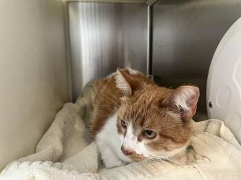 WILLOWBROOK -  Domestic Short Hair Cat for Adoption in Colorado Springs, Colorado - WILLOWBROOK | PetCurious