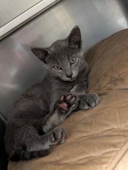 Gravy -  Domestic Short Hair Cat for Adoption in Plymouth, Connecticut - Gravy | PetCurious