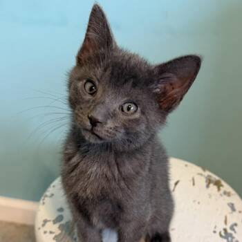 Sterling -  Domestic Medium Hair Cat for Adoption in La Grange, Kentucky - Sterling | PetCurious