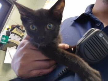 PURE OF HEART -  Domestic Short Hair Cat for Adoption in Tulsa, Oklahoma - PURE OF HEART | PetCurious
