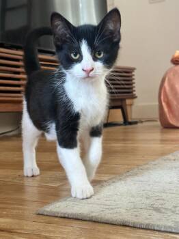 Taylor -  Domestic Short Hair Cat for Adoption in Arthur, Ontario - Taylor | PetCurious