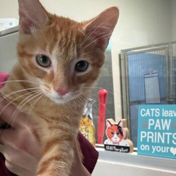 Mr Apricot -  Domestic Short Hair Cat for Adoption in Englewood, Florida - Mr Apricot | PetCurious