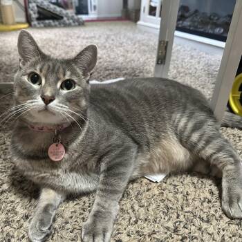 Francie C12733 -  American Shorthair Cat for Adoption - Francie C12733 | PetCurious