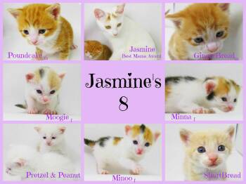 Siamese Cats Available for Adoption in Culpeper, Virginia - Pretzel *kitten* | PetCurious