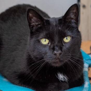 Clark -  Domestic Short Hair Cat for Adoption in Pontiac, Michigan - Clark | PetCurious