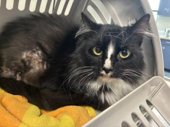 IZZY -  Domestic Long Hair Cat for Adoption in Pensacola, Florida - IZZY | PetCurious