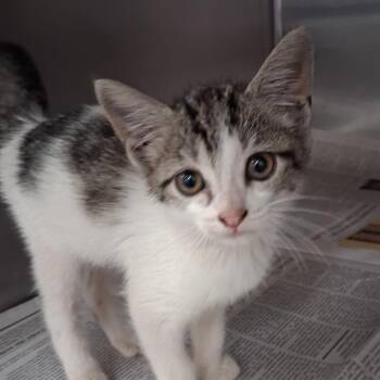 Calliope -  Domestic Short Hair Cat for Adoption in Auburn, Alabama - Calliope | PetCurious