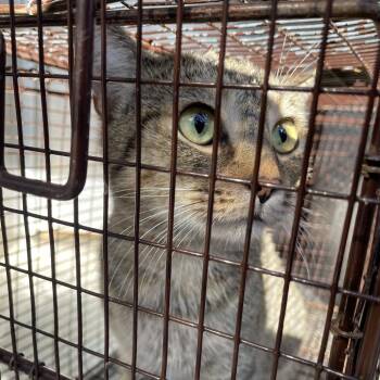 Tostada -  Domestic Short Hair Cat for Adoption in Austin, Texas - Tostada | PetCurious