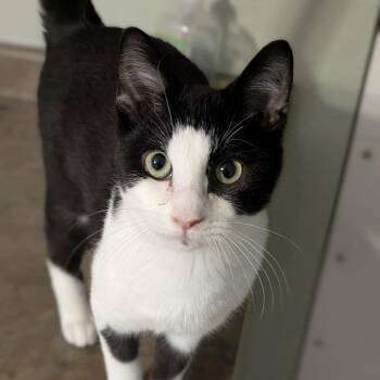 Rescue Domestic Short Hair Cats for Adoption in Fenton, Michigan - Seymour | PetCurious