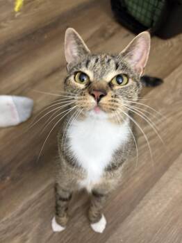 Rescue Domestic Short Hair Cats for Adoption in Albany, New York - Hope | PetCurious
