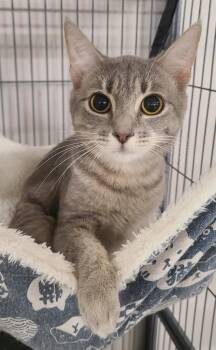 Domestic Short Hair Cats Available for Adoption - Nola | PetCurious