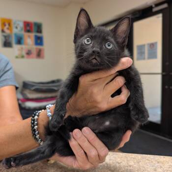 Felix - at PetSmart -  Domestic Short Hair Cat for Adoption in St. Augustine, Florida - Felix - At PetSmart | PetCurious