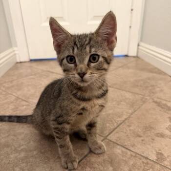 Piglet -  Domestic Short Hair Cat for Adoption in Temecula, California - Piglet | PetCurious
