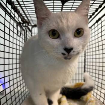 Dottie -  Domestic Short Hair Cat for Adoption in Des Moines, Iowa - Dottie | PetCurious