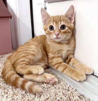 Simba -  Domestic Short Hair and Tiger Cat for Adoption in Lake Monroe, Florida - Simba | PetCurious