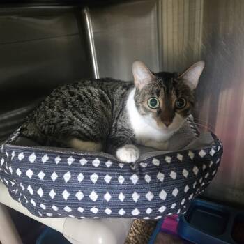 Baker -  Domestic Short Hair Cat for Adoption in West Branch, Michigan - Baker | PetCurious