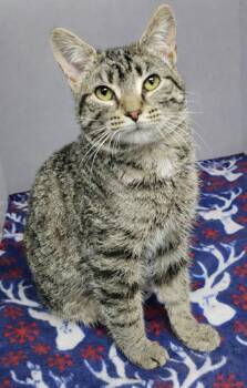 Domestic Short Hair and Tabby Cats Available for Adoption - Panini | PetCurious