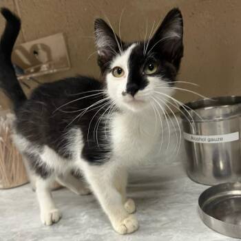 Waldo -  Domestic Short Hair Cat for Adoption in Lewisburg, West Virginia - Waldo | PetCurious
