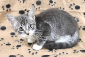 Crouton -  Domestic Medium Hair Cat for Adoption in Thief River Falls, Minnesota - Crouton | PetCurious