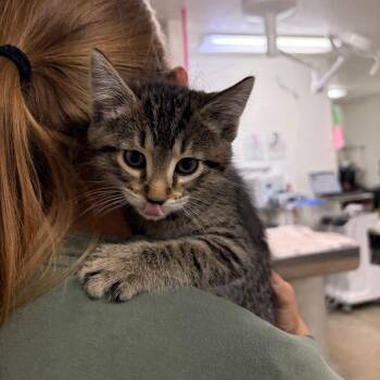 Domestic Short Hair Cats Available for Adoption in Spokane, Washington - Gosling | PetCurious