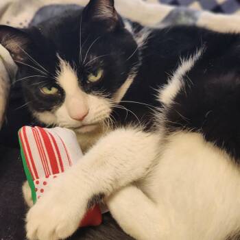 Domestic Short Hair Cats Available for Adoption in Baltimore, Maryland - Goose | PetCurious