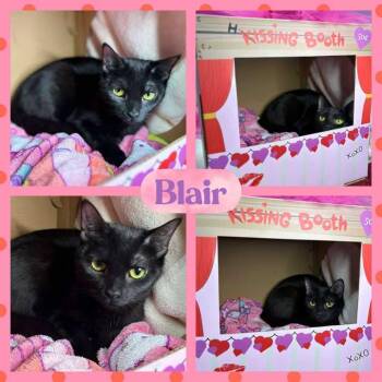 Rescue American Shorthair Cats for Adoption in Huntington, West Virginia - Blair | PetCurious