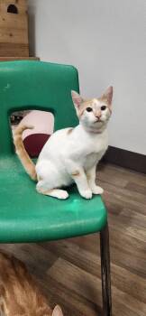 Kitten 27852 (Strudel) -  Domestic Short Hair Cat for Adoption in Parlier, California - Kitten 27852 (Strudel) | PetCurious