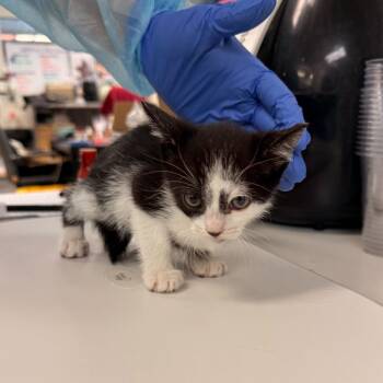 Domestic Short Hair Cats Available for Adoption in Los Angeles, California - Mary Cassatt | PetCurious