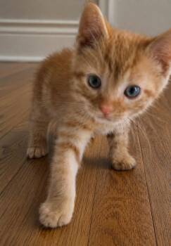 Griffin -  Domestic Short Hair Cat for Adoption in Homer Glen, Illinois - Griffin | PetCurious