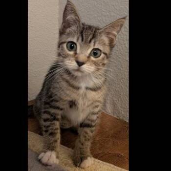 TC -  Domestic Short Hair Cat for Adoption in Prescott, Arizona - TC | PetCurious